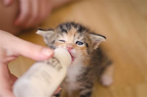 küçük kediler ne ile beslenir